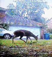 Deer on CCTV