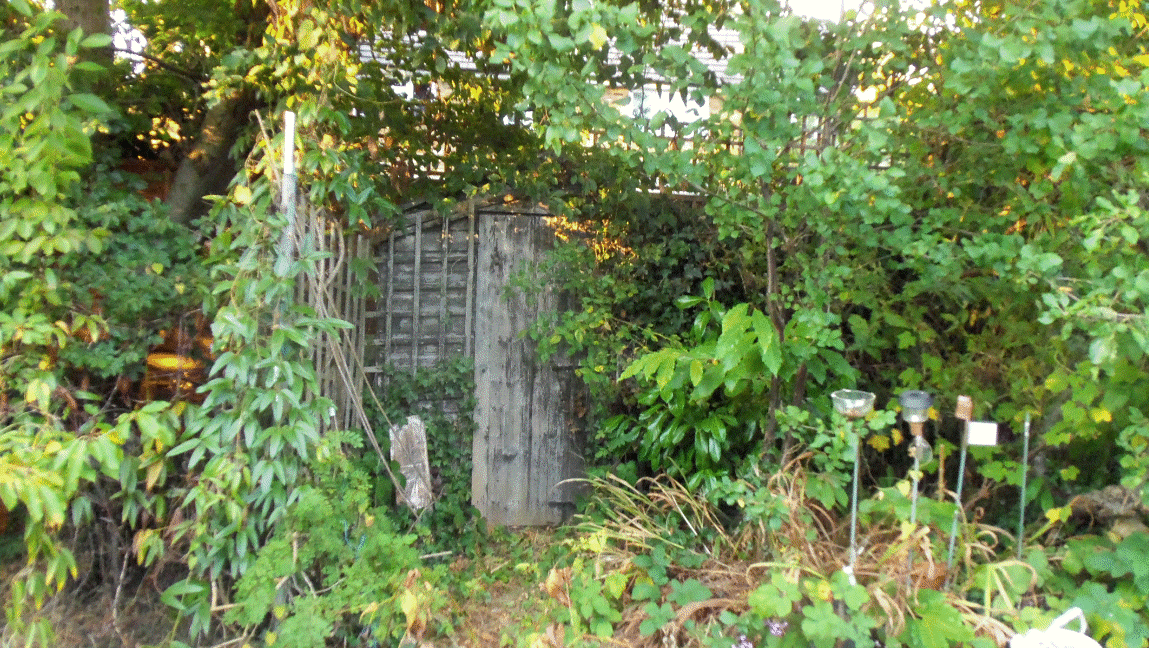 Robin & June's garden