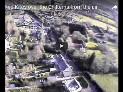 Red Kite video