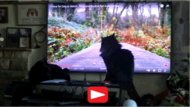 Bentley and Tody watch TV together